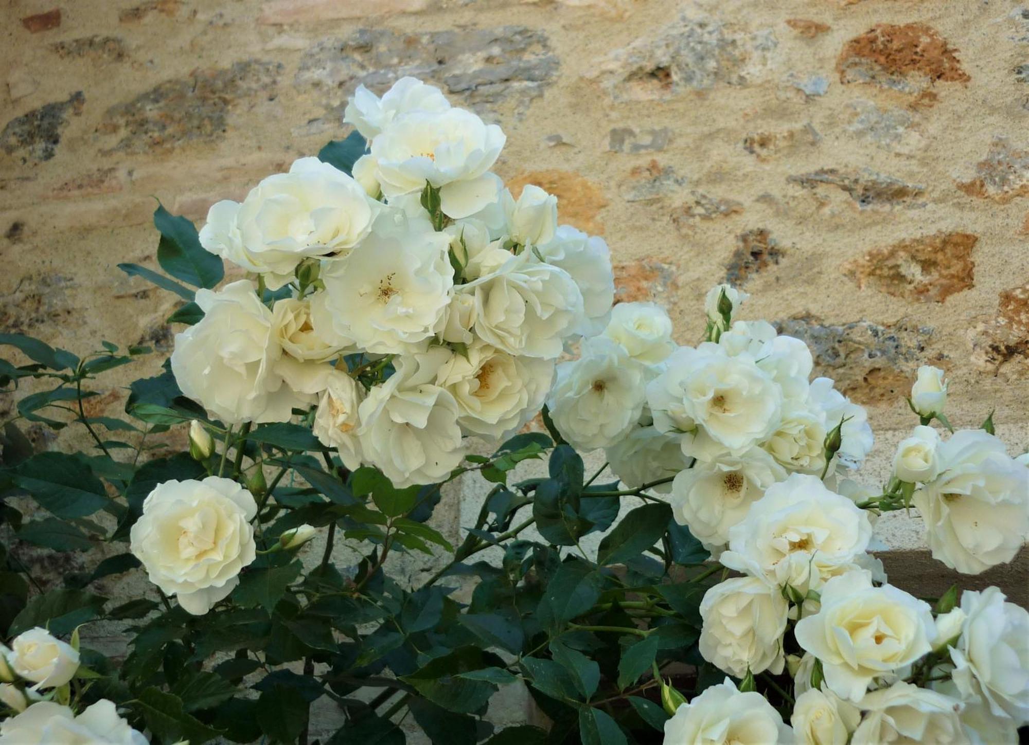Fattoria Agriturismo Nerbona Casole dʼElsa Екстериор снимка