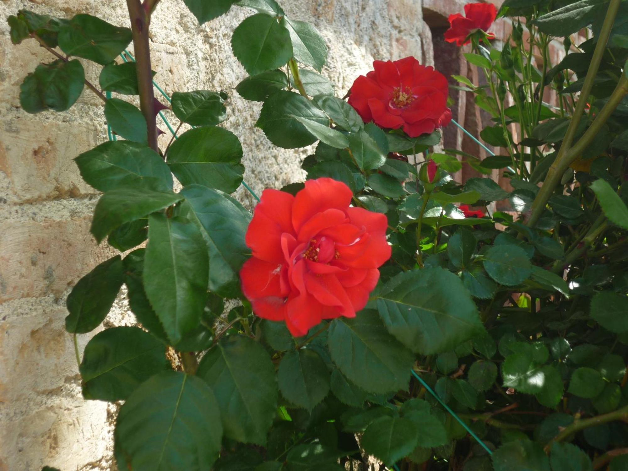 Fattoria Agriturismo Nerbona Casole dʼElsa Екстериор снимка